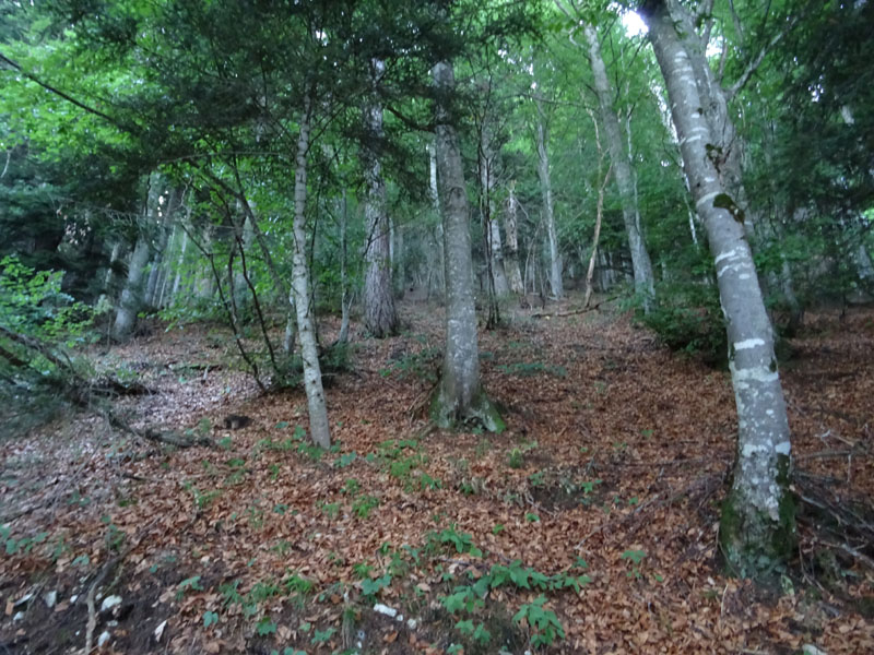 Hymenopellis (Oudemansiella) radicata